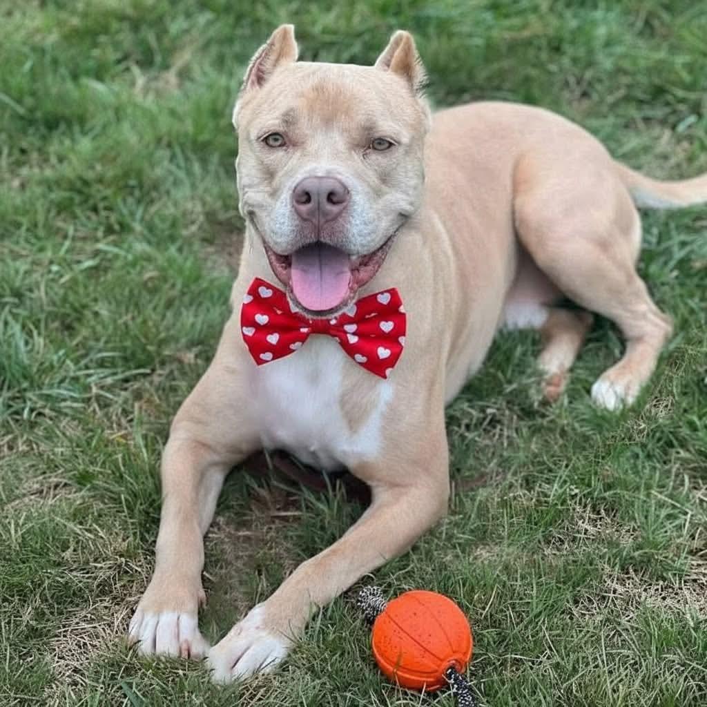 Barney, Adoptable, Adult Male American Staffordshire Terrier.