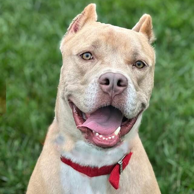 Barney, a Adoptable American Staffordshire Terrier in Cranford, NJ image 6/6