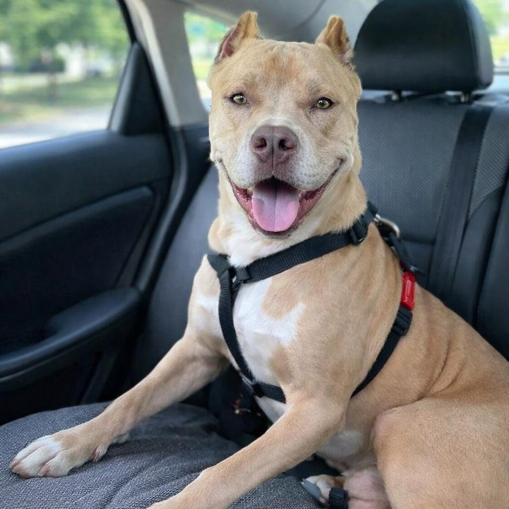 Enlarge Barney, a Adoptable American Staffordshire Terrier in Cranford, NJ image 4/6