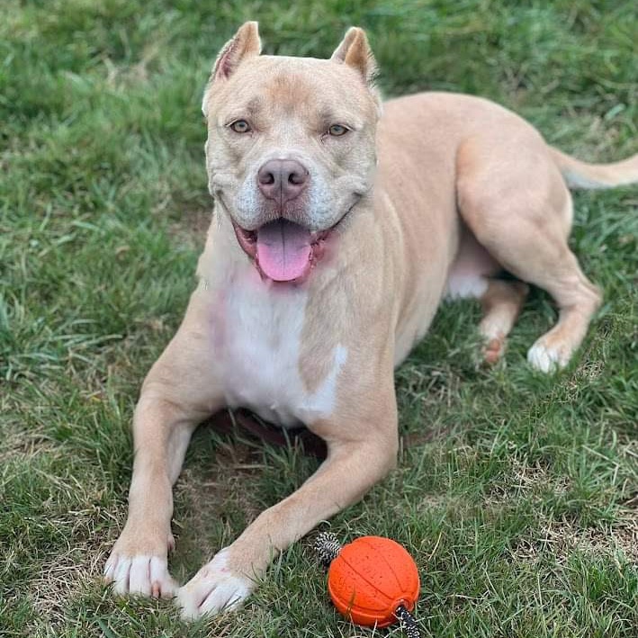 Barney, a Adoptable American Staffordshire Terrier in Cranford, NJ image 2/6