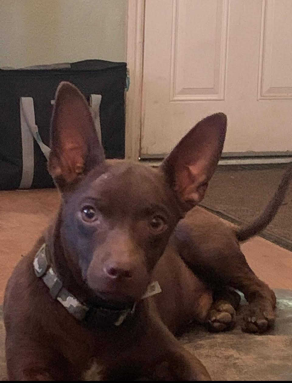 MacDre, Adopted, Young Male Miniature Pinscher & Chihuahua.