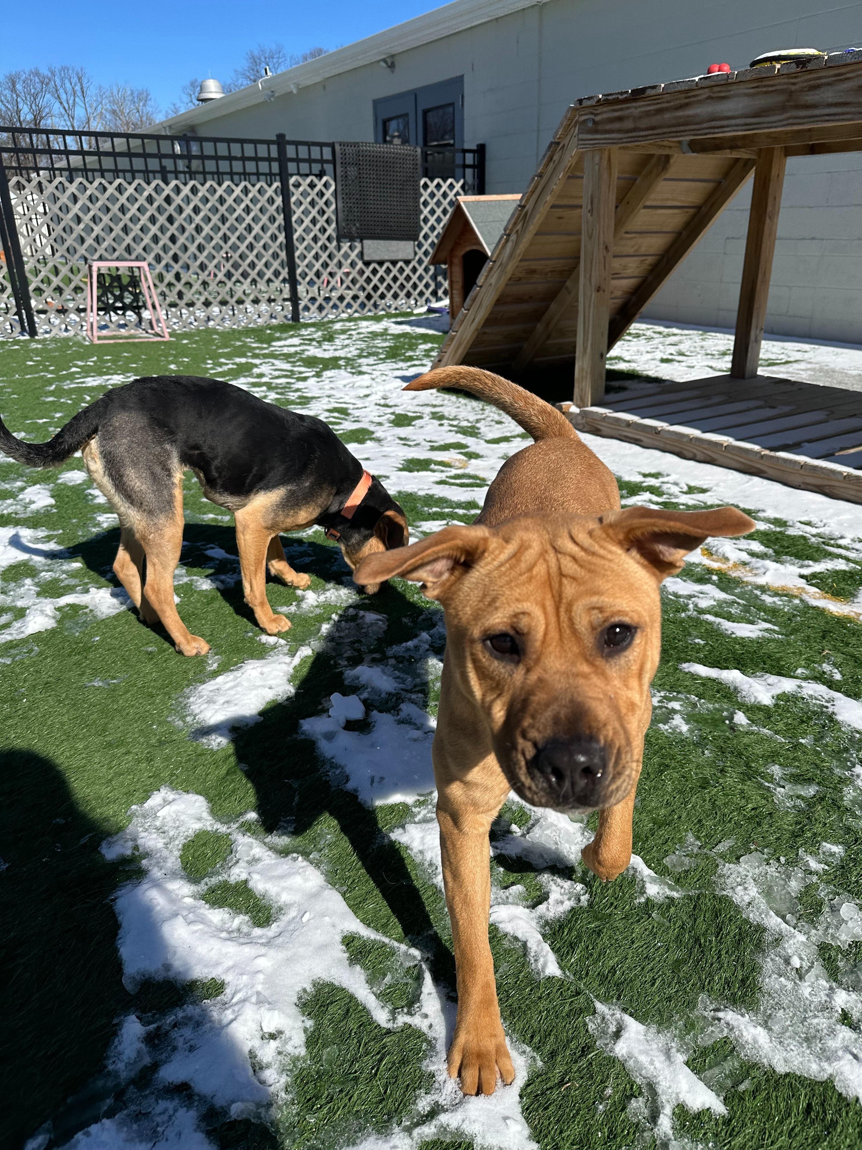 Luna, adopted, Puppy Female Mixed Breed.