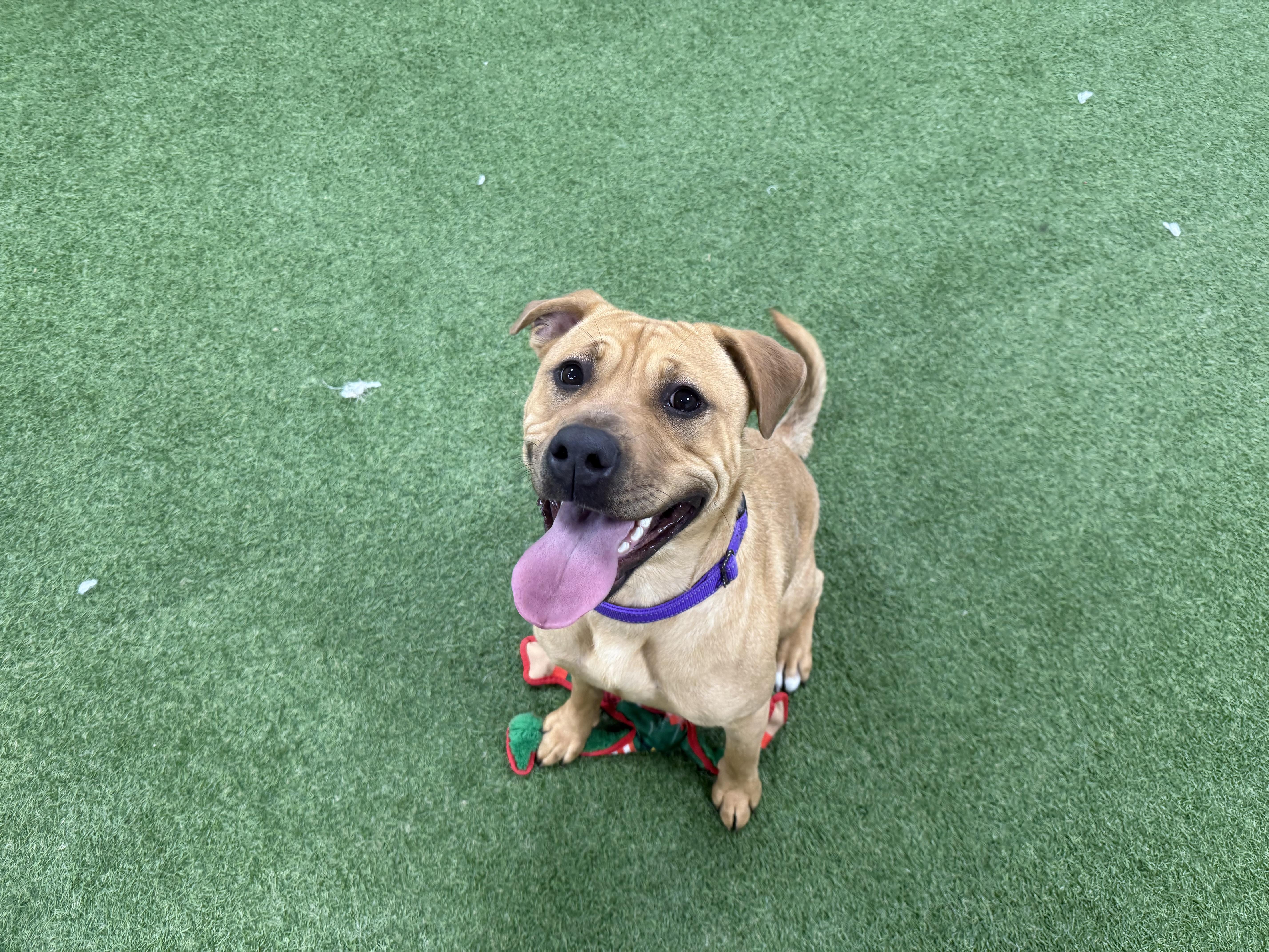 Luna, an adopted mixed breed in Frenchtown , NJ image 5/5