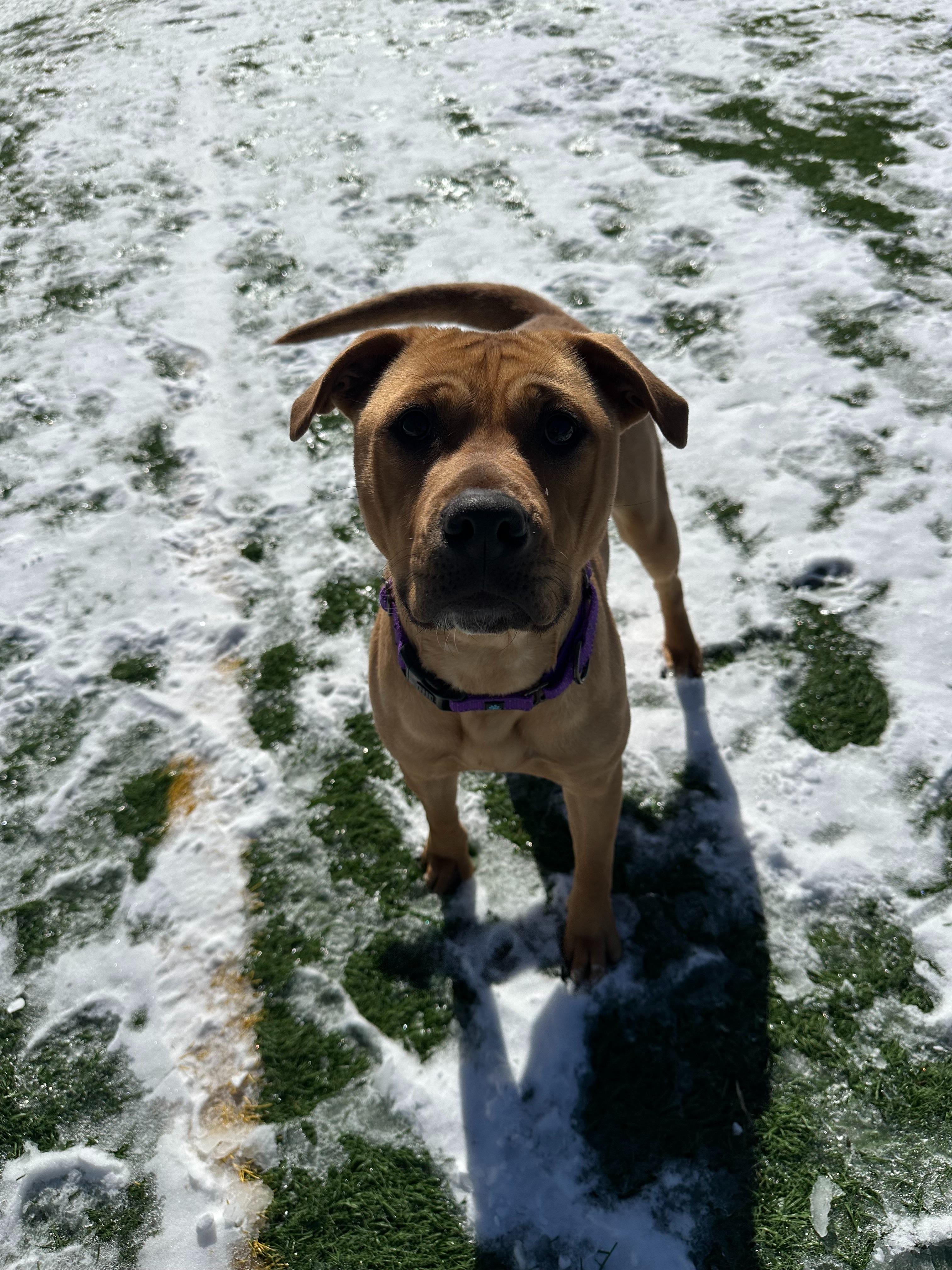 Luna, an adopted mixed breed in Frenchtown , NJ image 3/5