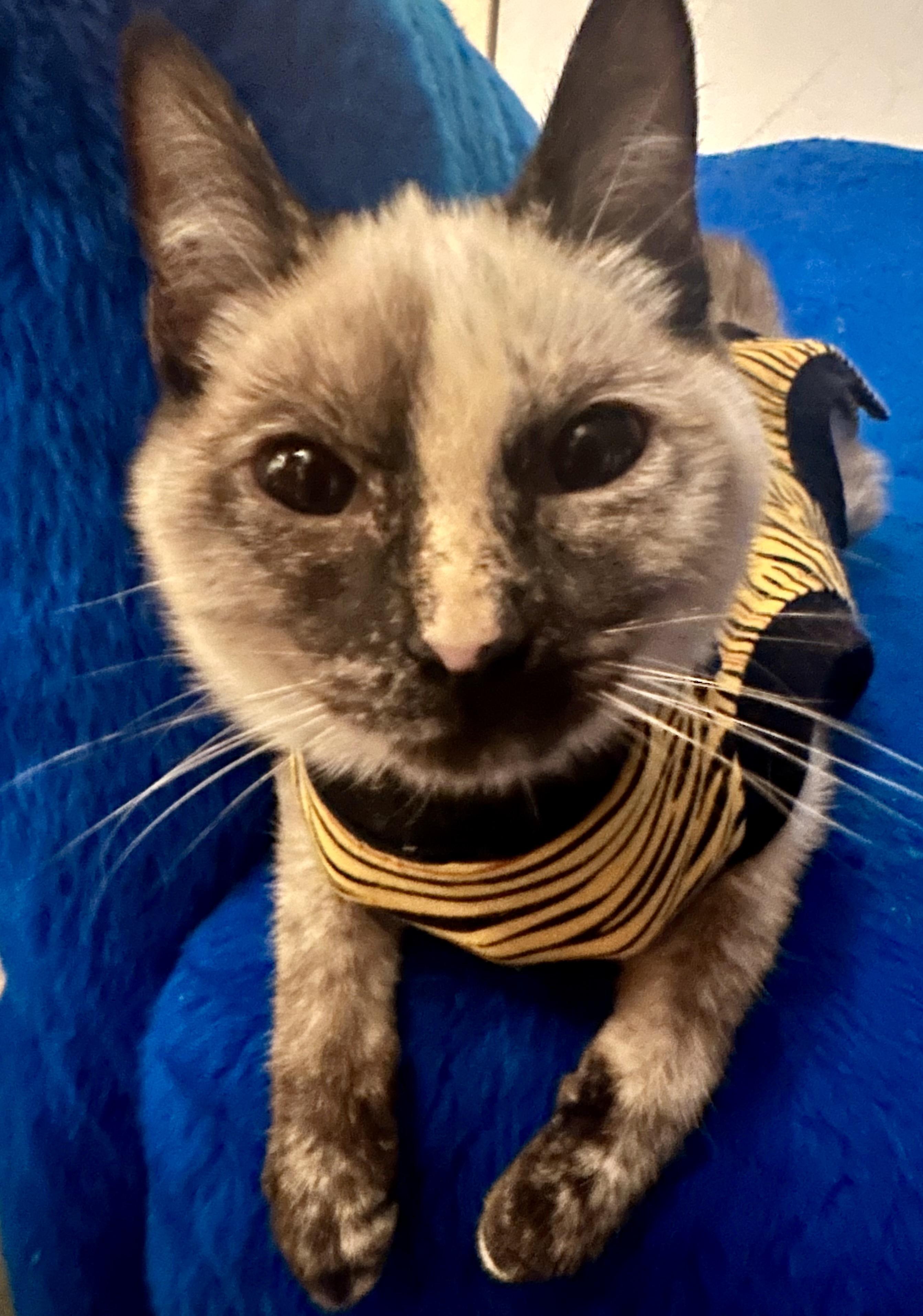 Enlarge Ava, a ADOPTABLE Siamese in Fayetteville, NC image 1/6