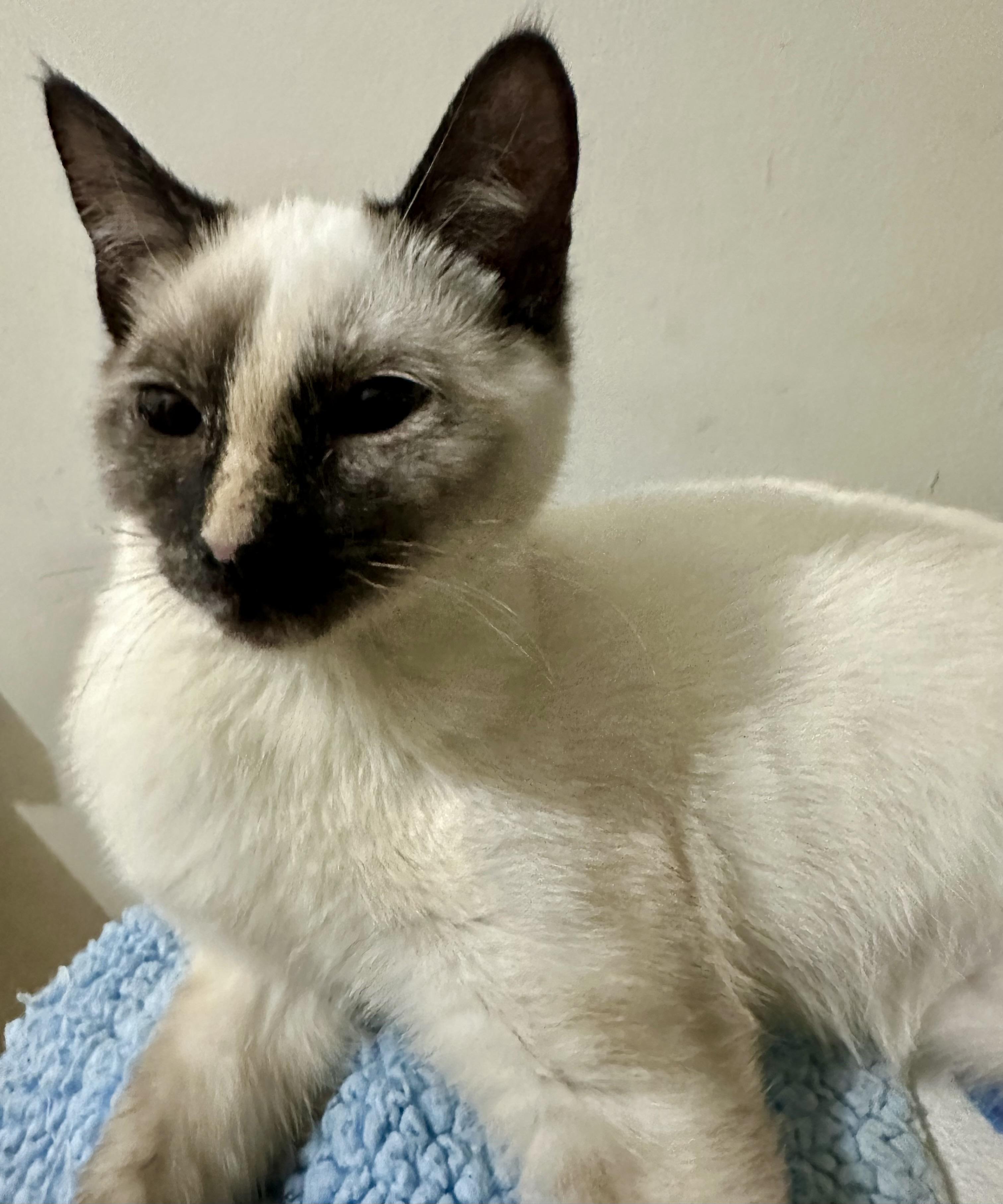 Enlarge Ava, a ADOPTABLE Siamese in Fayetteville, NC image 3/6