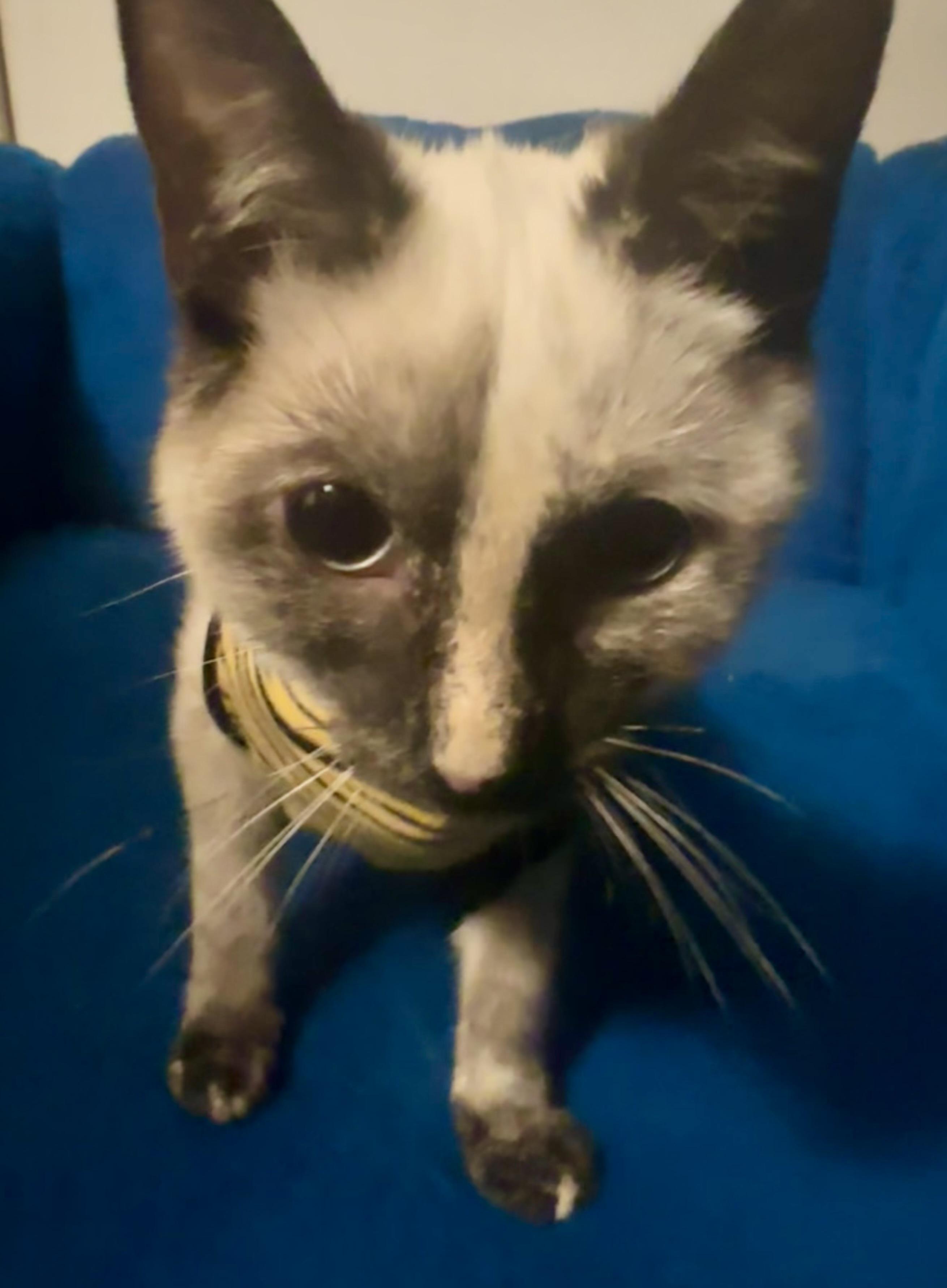 Enlarge Ava, a ADOPTABLE Siamese in Fayetteville, NC image 2/6