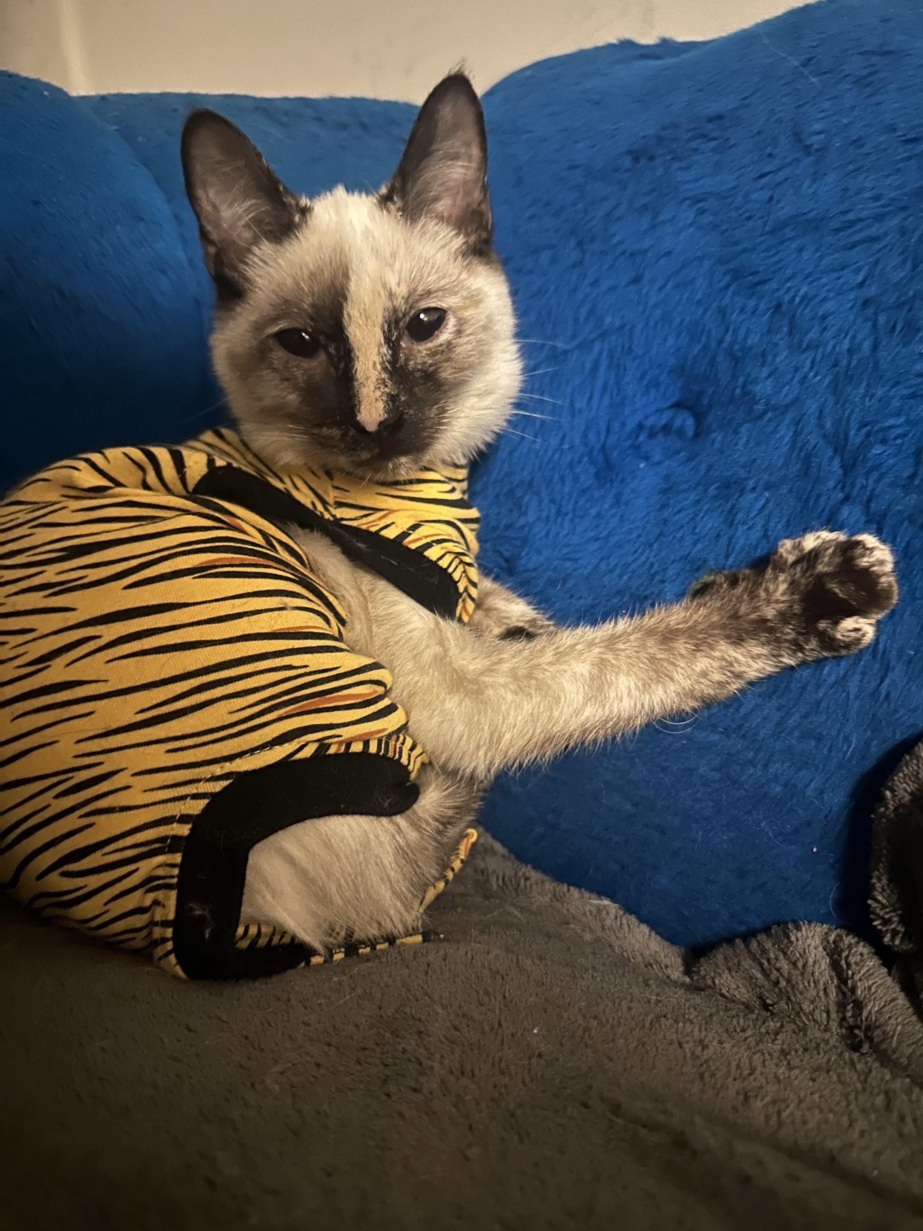 Enlarge Ava, a ADOPTABLE Siamese in Fayetteville, NC image 4/6