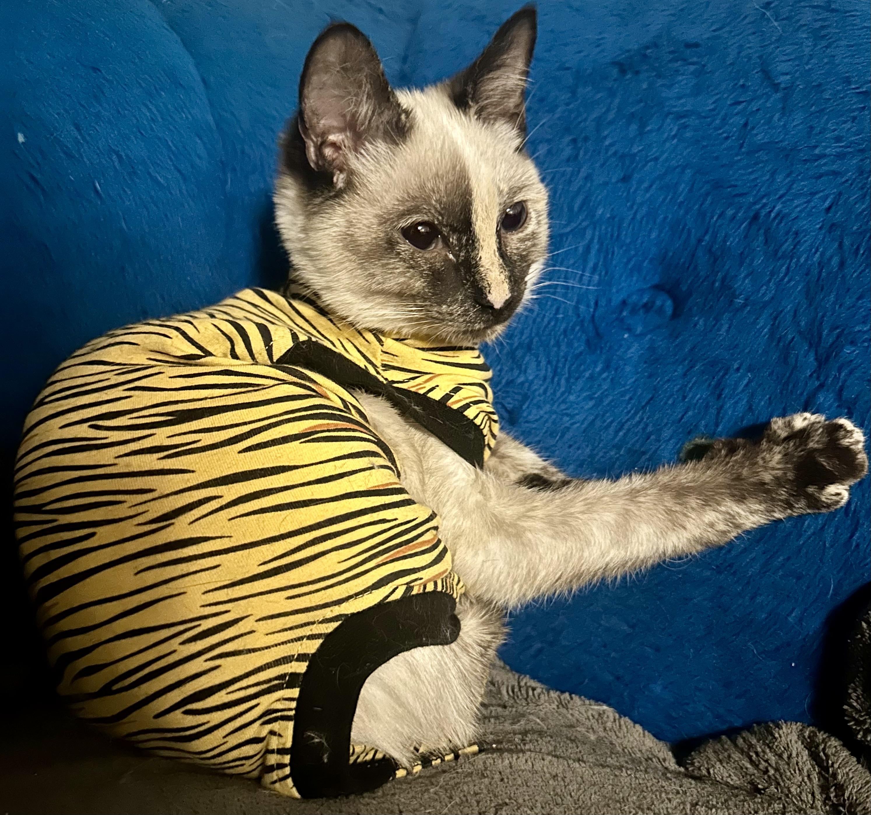 Enlarge Ava, a ADOPTABLE Siamese in Fayetteville, NC image 6/6