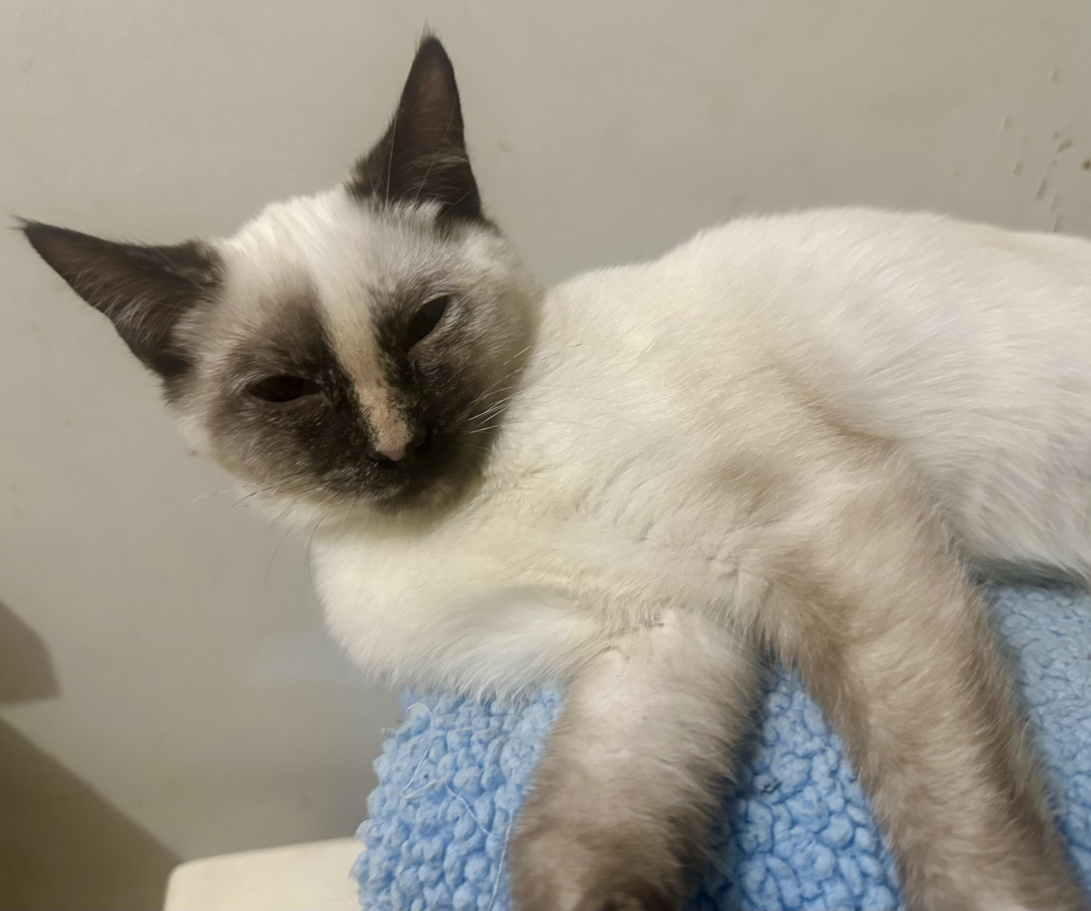 Enlarge Ava, a ADOPTABLE Siamese in Fayetteville, NC image 5/6