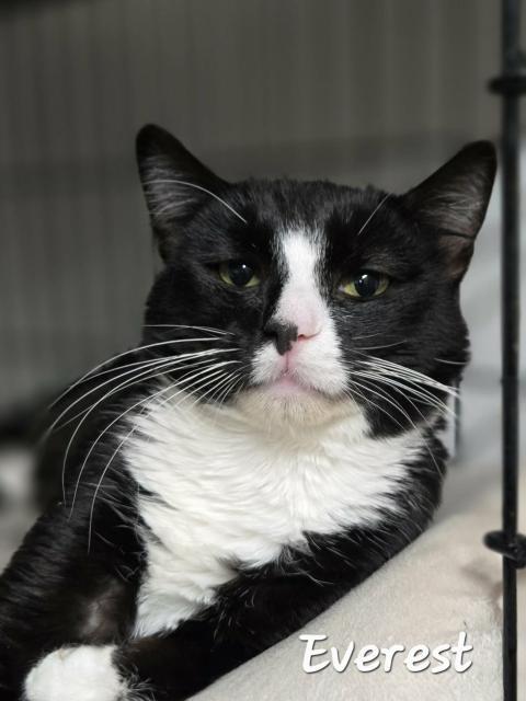 Everest , ADOPTABLE, Young Male Domestic Short Hair.