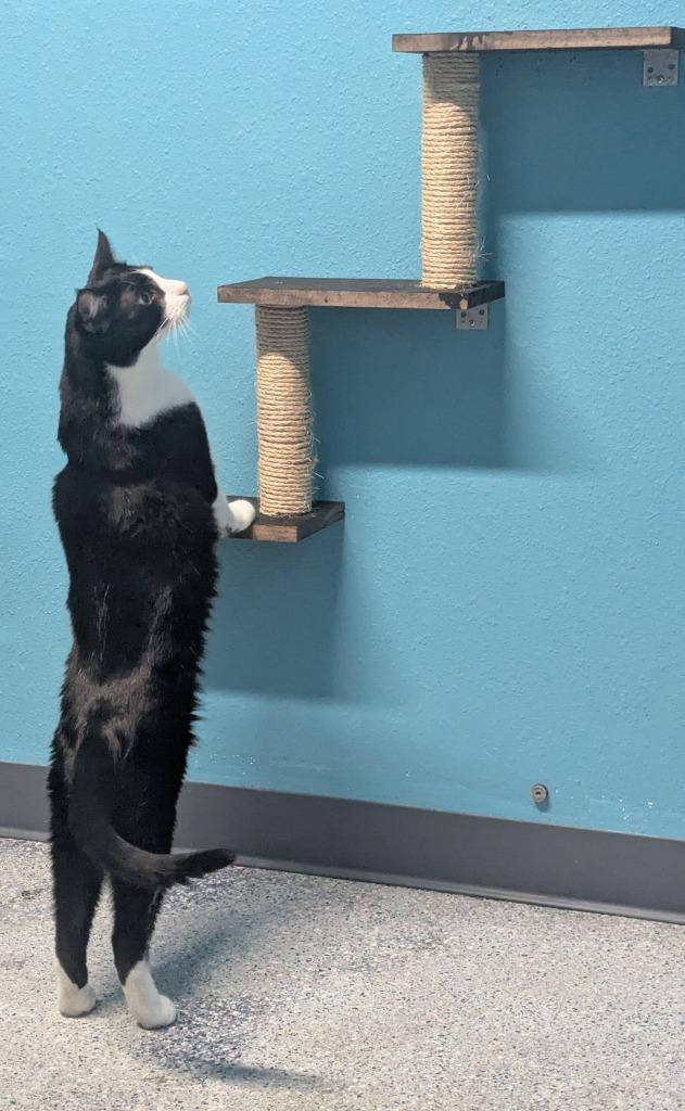 Colvert, Adoptable, Young Male Domestic Short Hair.