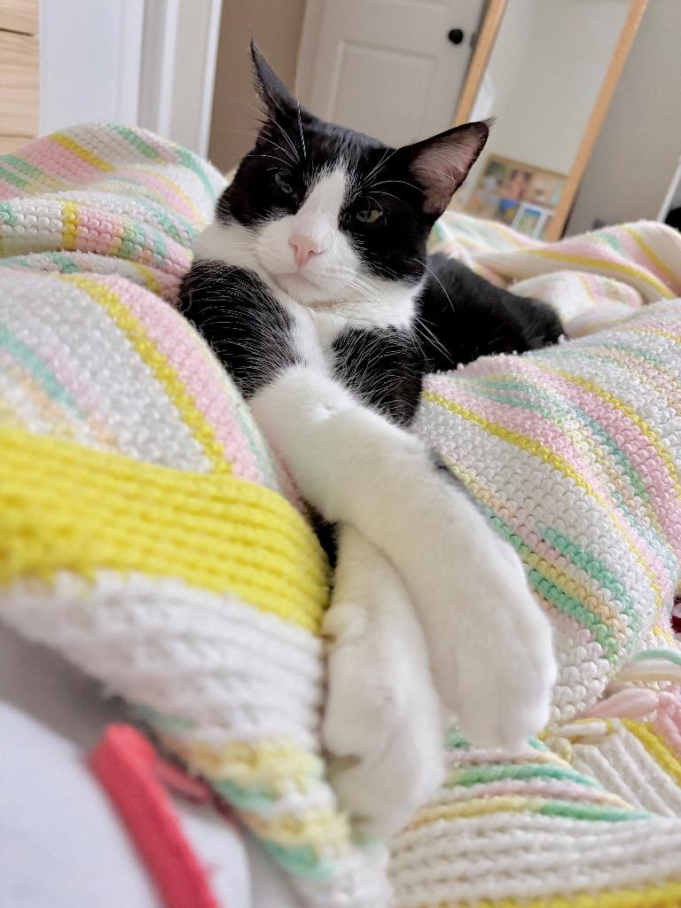 Enlarge Colvert, a Adoptable mixed breed in Magnolia, TX image 2/4