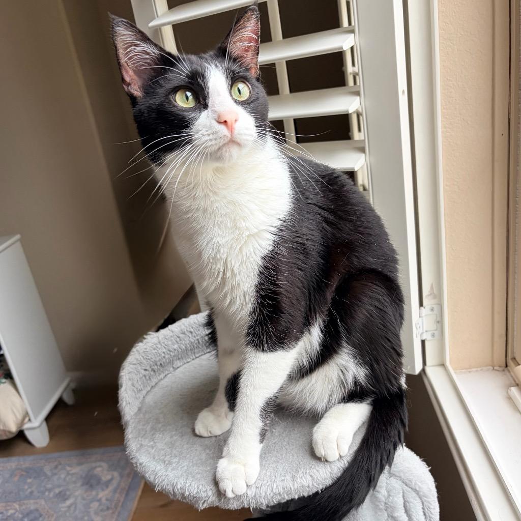 Enlarge Colvert, a Adoptable mixed breed in Magnolia, TX image 4/4