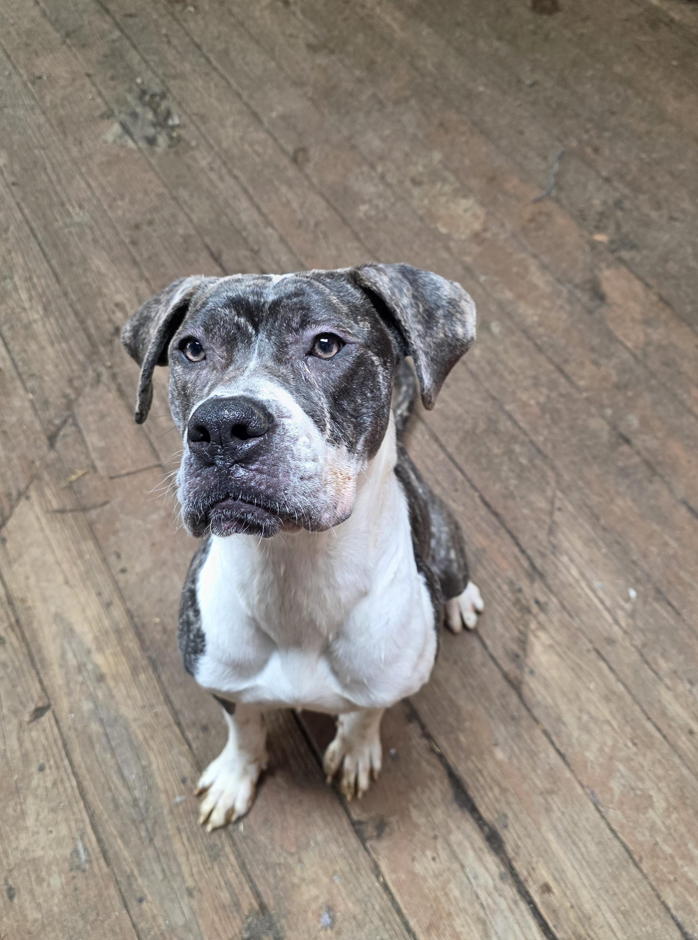 Enlarge Mavis, a ADOPTABLE Presa Canario in Toledo, OH image 1/1