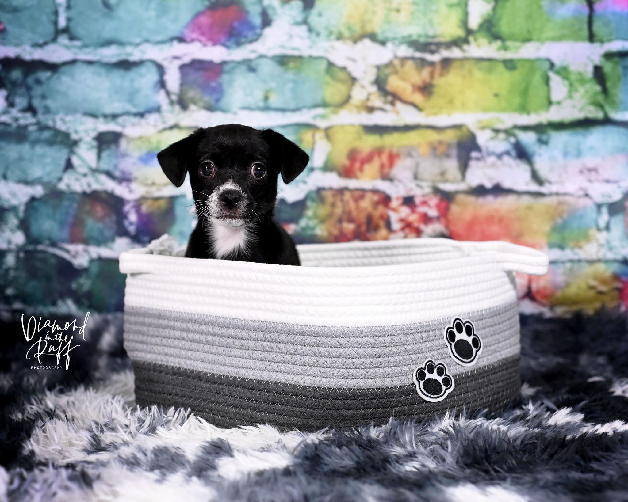 Flo, an adopted mixed breed in New Port Richey, FL image 3/3