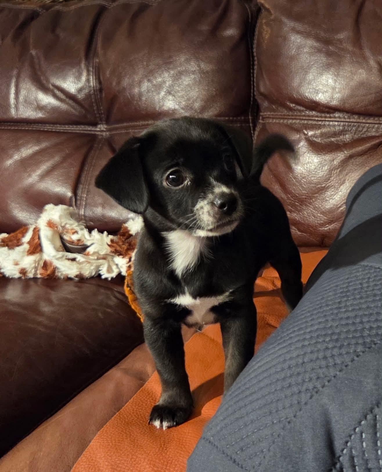 Flo, an adopted mixed breed in New Port Richey, FL image 2/3