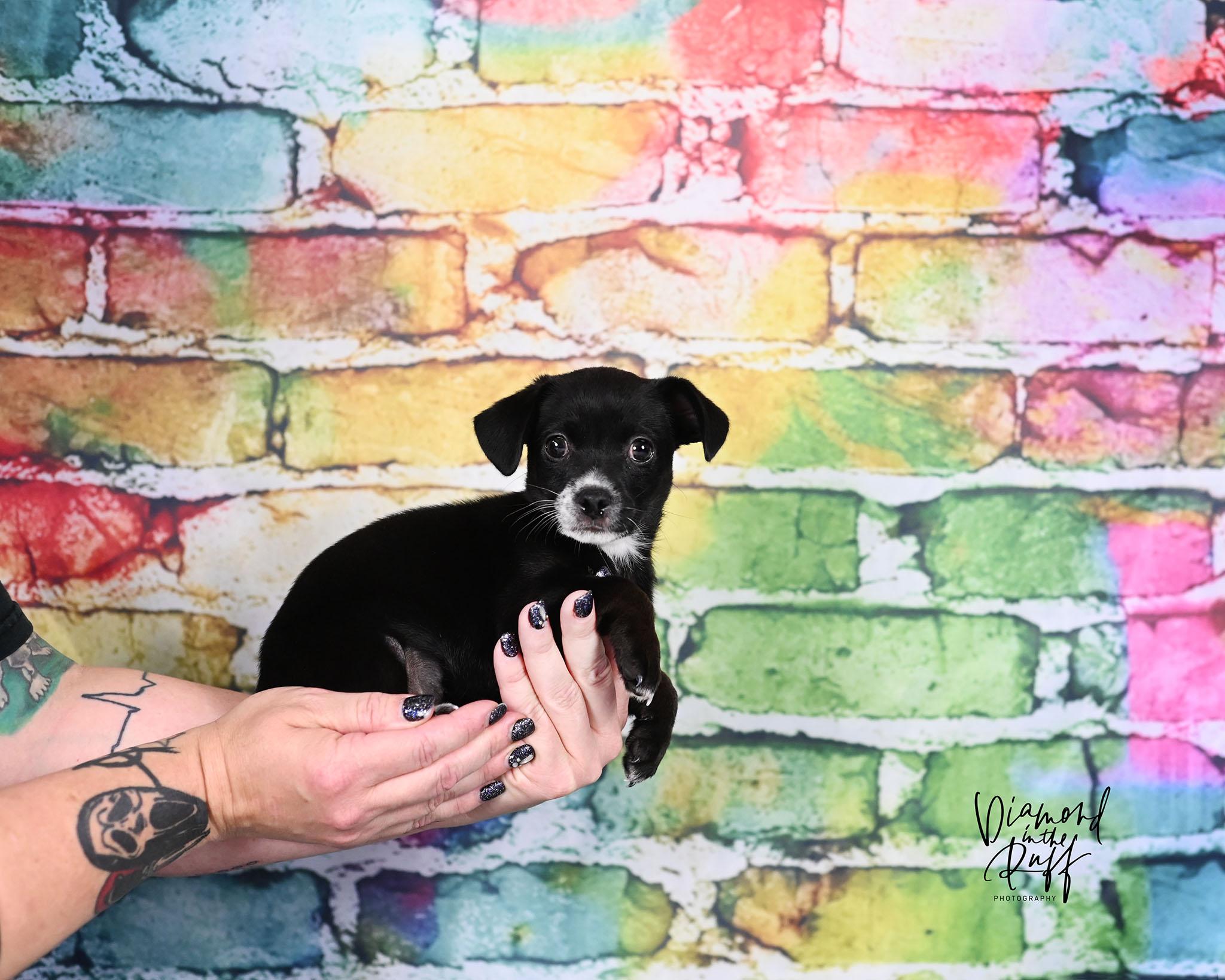Flo, adopted, Puppy Female Chihuahua & Dachshund.