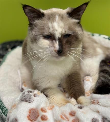 Enlarge LOLLY, a Adoptable Domestic Short Hair in San Martin, CA image 1/1