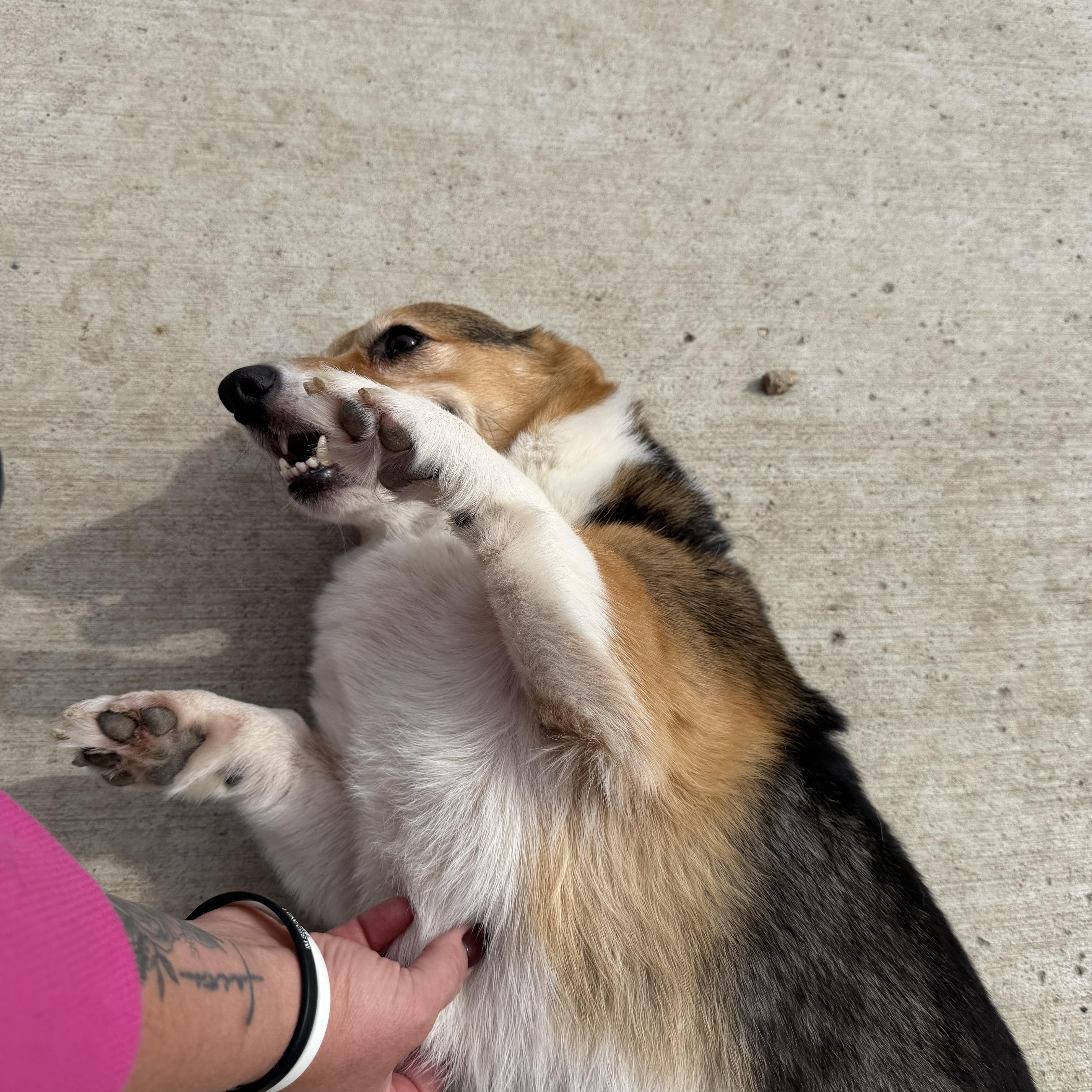 Enlarge Jax, a Adopted Corgi in Spencer, IA image 3/3