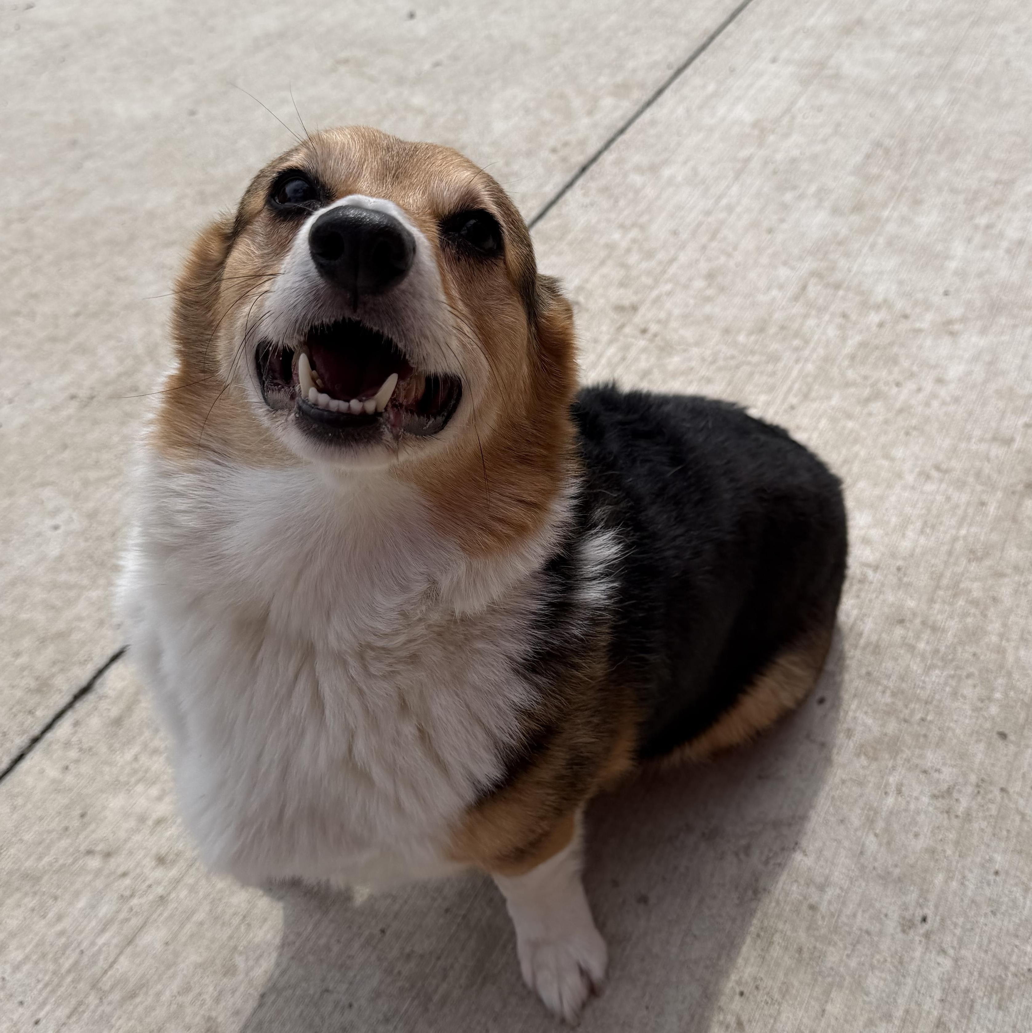 Enlarge Jax, a Adopted Corgi in Spencer, IA image 2/3