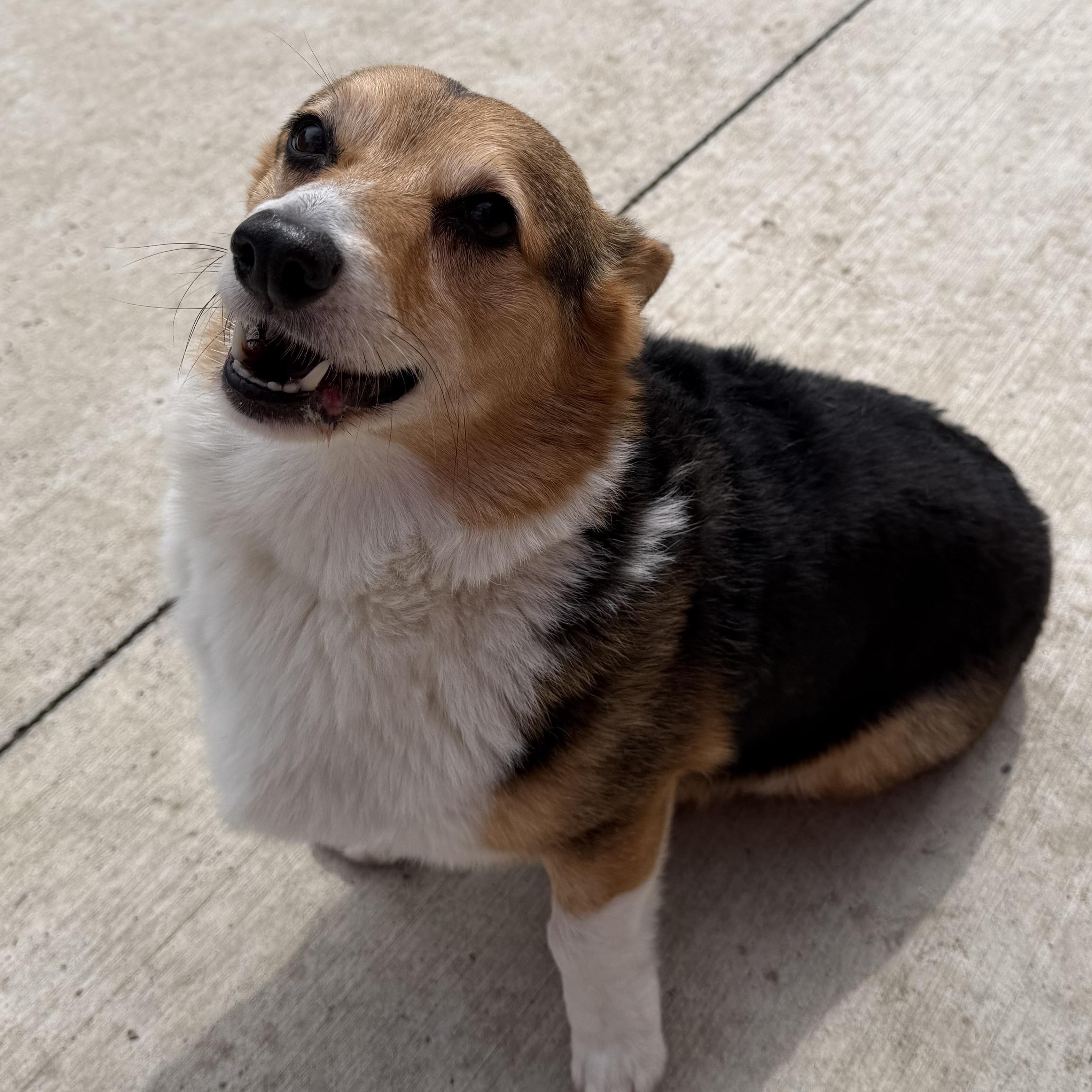 Jax, Adopted, Senior Male Corgi.