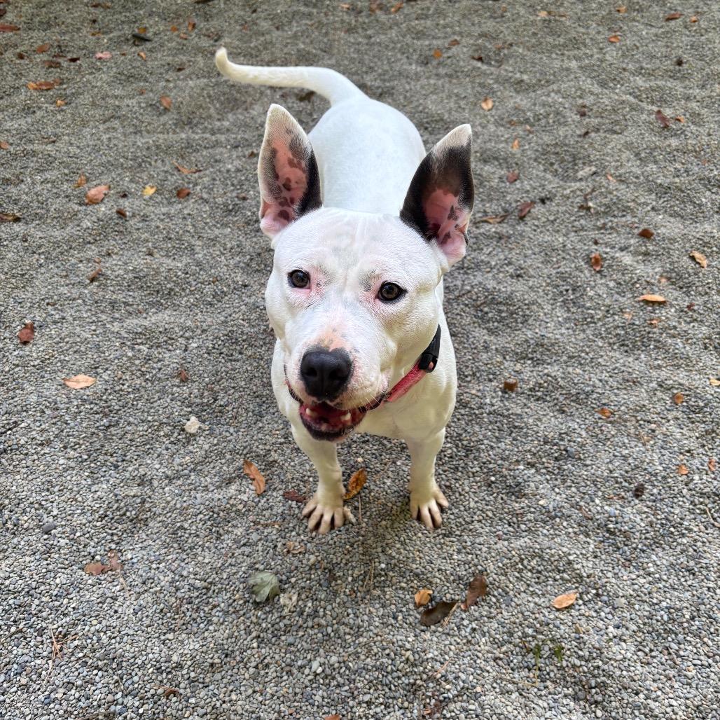 Topanga, Adoptable, Adult Female Bull Terrier.
