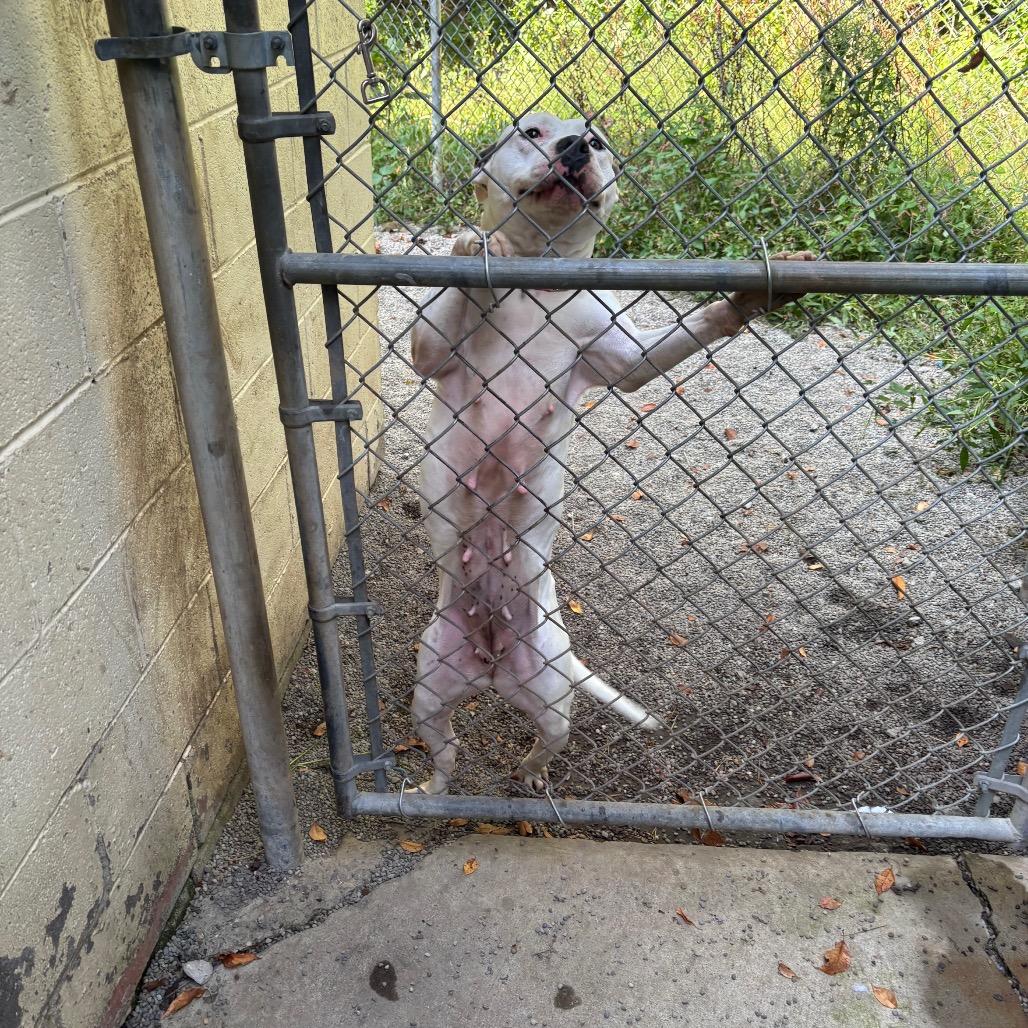 Enlarge Topanga, a Adoptable Bull Terrier in Greenville, PA image 2/6