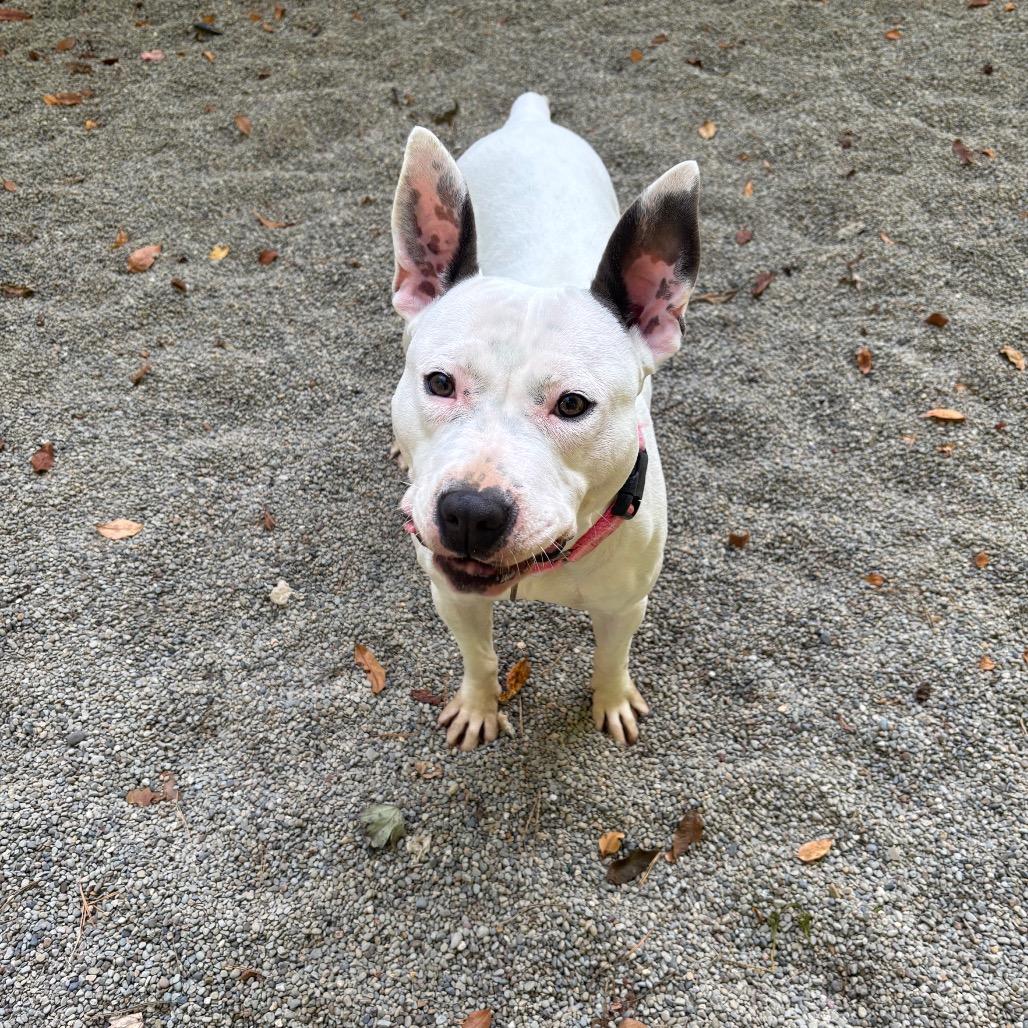 Enlarge Topanga, a Adoptable Bull Terrier in Greenville, PA image 3/6