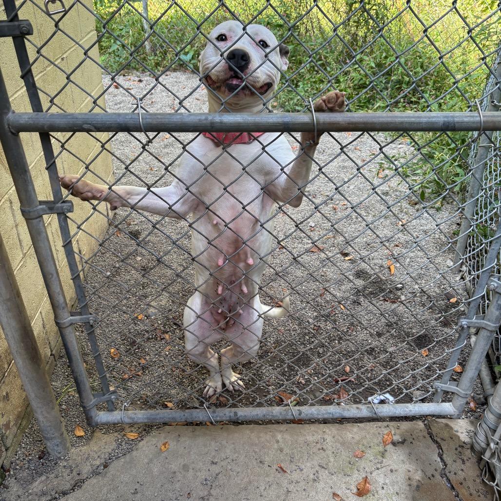 Enlarge Topanga, a Adoptable Bull Terrier in Greenville, PA image 4/6