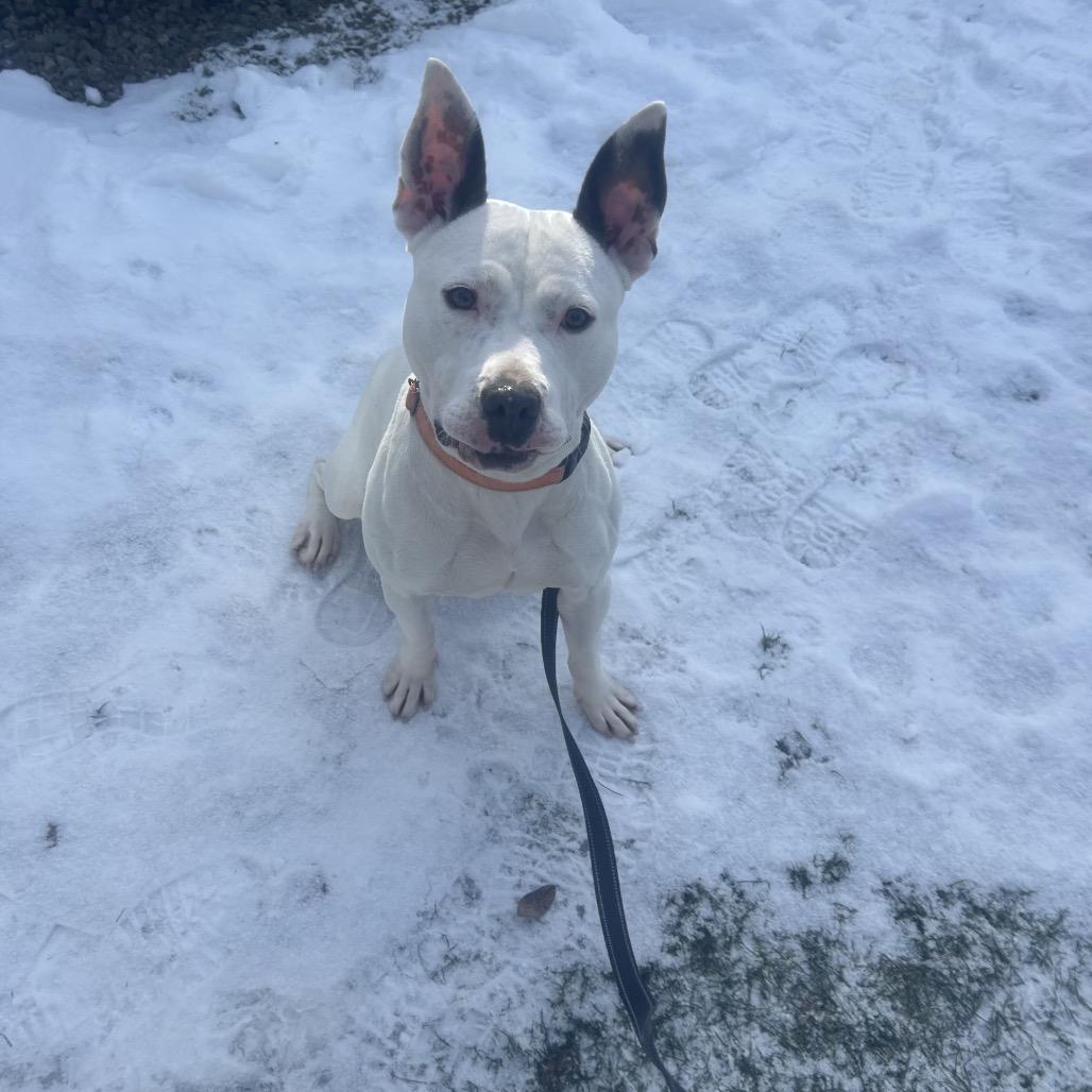 Enlarge Topanga, a Adoptable Bull Terrier in Greenville, PA image 5/6