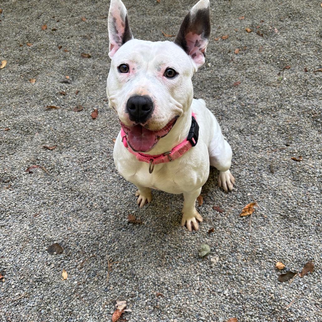 Enlarge Topanga, a Adoptable Bull Terrier in Greenville, PA image 6/6