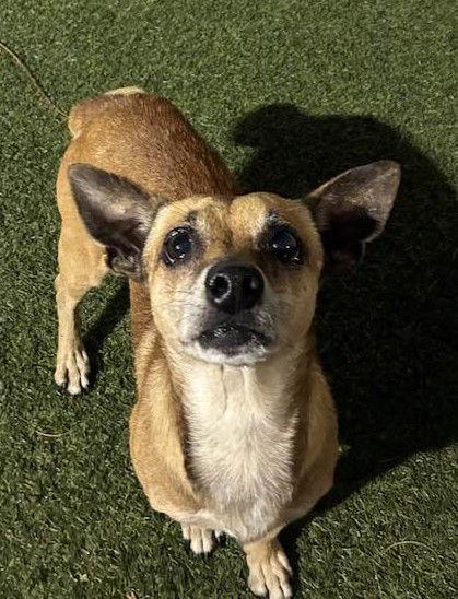 Vitto, a Adoptable Chihuahua in Pompano Beach, FL image 2/3