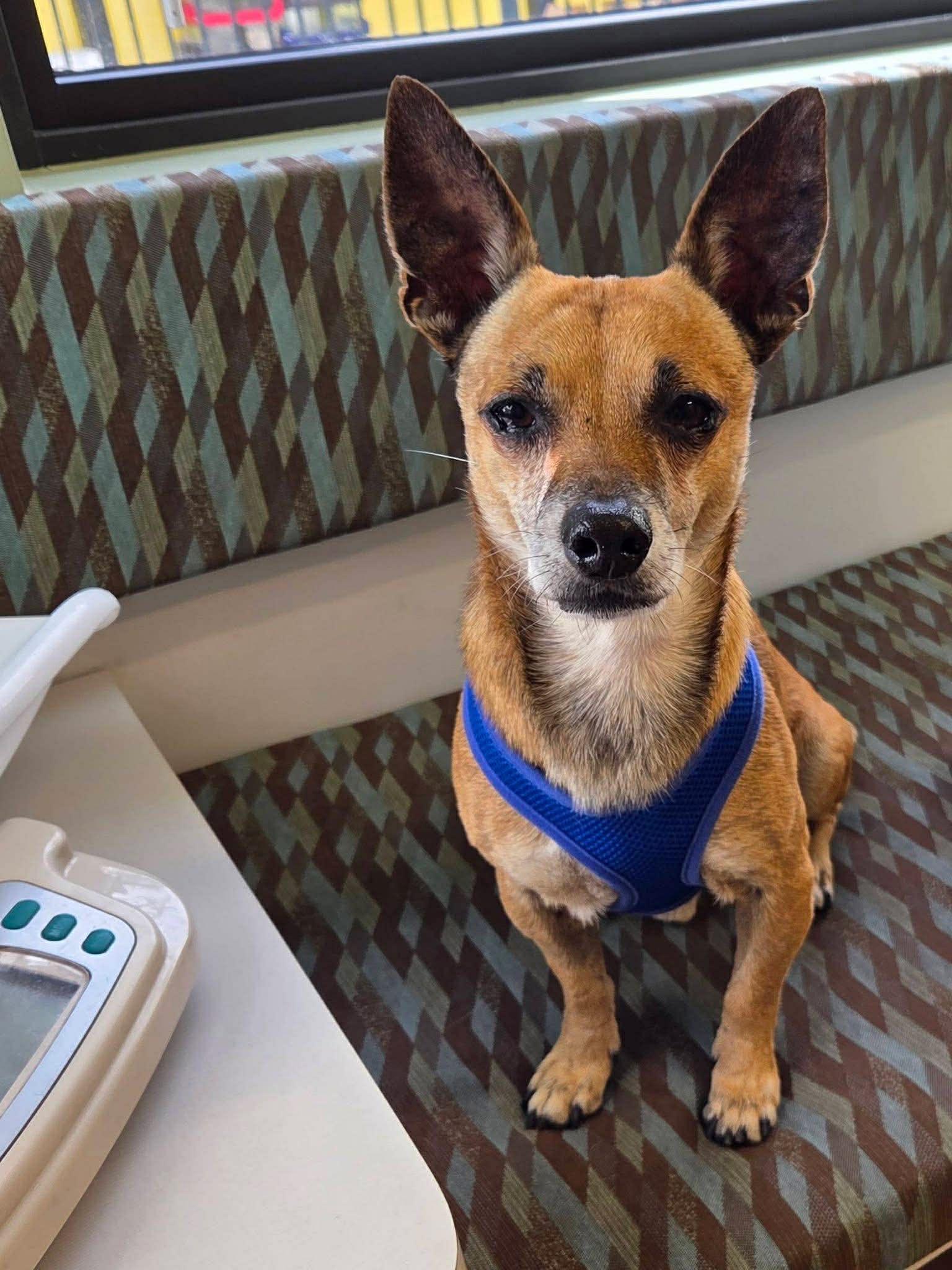 Enlarge Vitto, a Adoptable Chihuahua in Pompano Beach, FL image 2/3