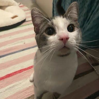 Enlarge Jasper, a Adoptable Domestic Short Hair in Allyn, WA image 1/1