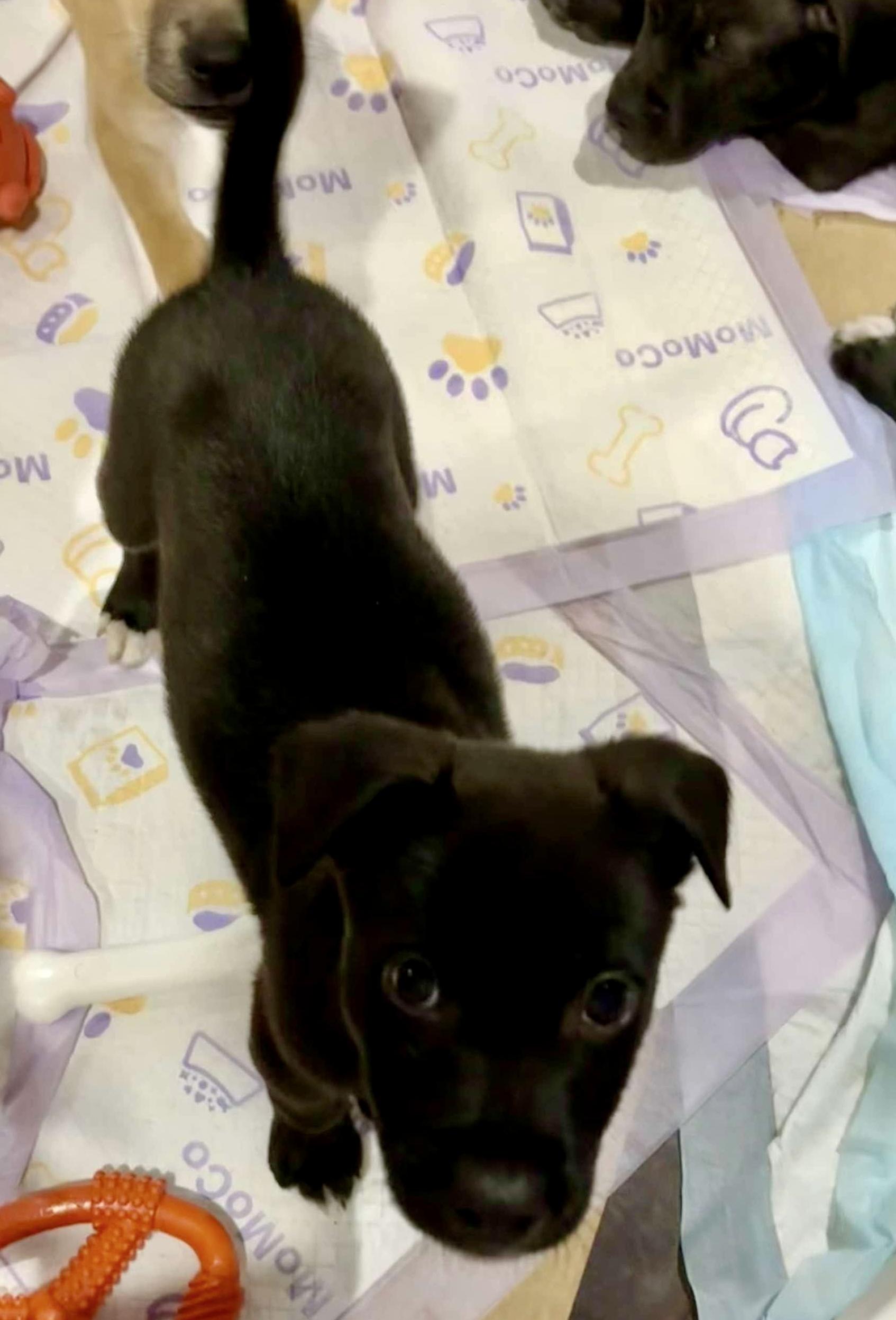 Enlarge Griffin, a Adopted mixed breed in Milford, MA image 3/4