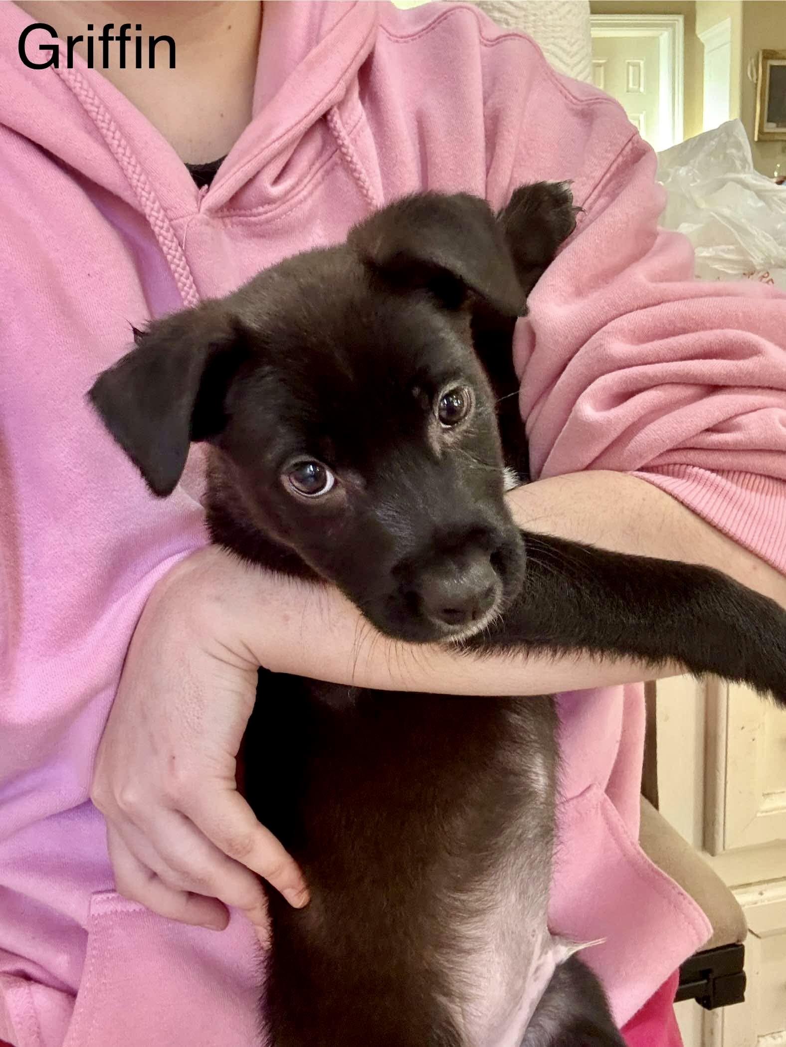 Enlarge Griffin, a Adopted mixed breed in Milford, MA image 2/4