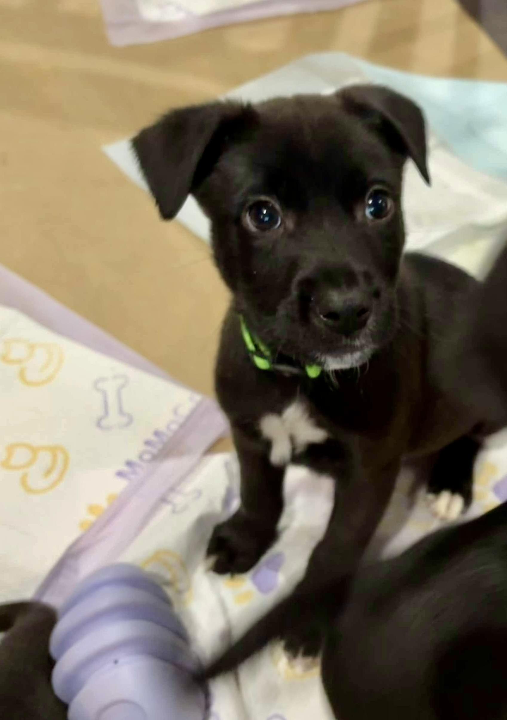 Griffin, Adopted, Puppy Male Labrador Retriever.