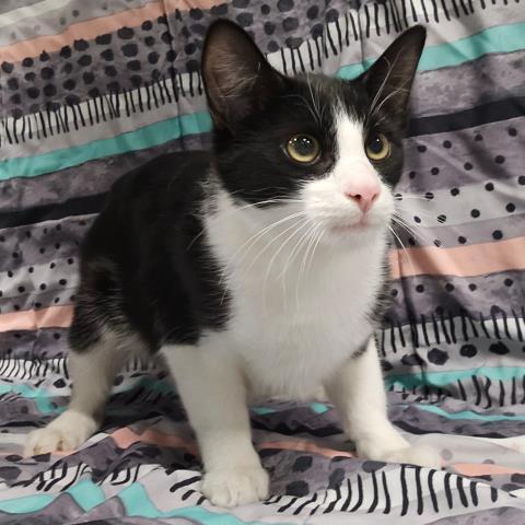 Enlarge TROUBLE, a Adoptable Domestic Short Hair in Clinton Township, MI image 1/1