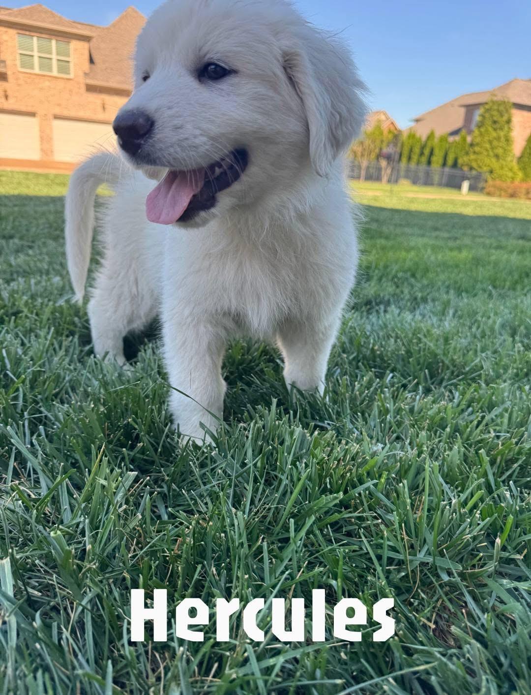 Hercules, adopted, Puppy Male Great Pyrenees.