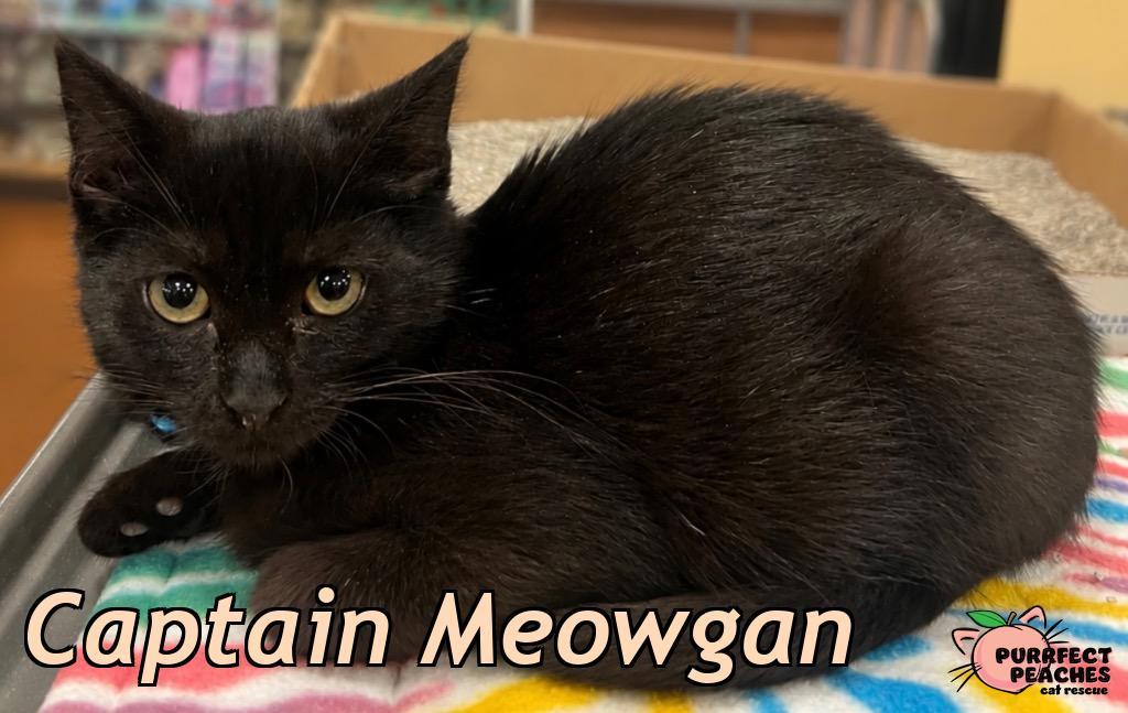 Captain Meowgan, Adoptable, Kitten Male Domestic Short Hair.