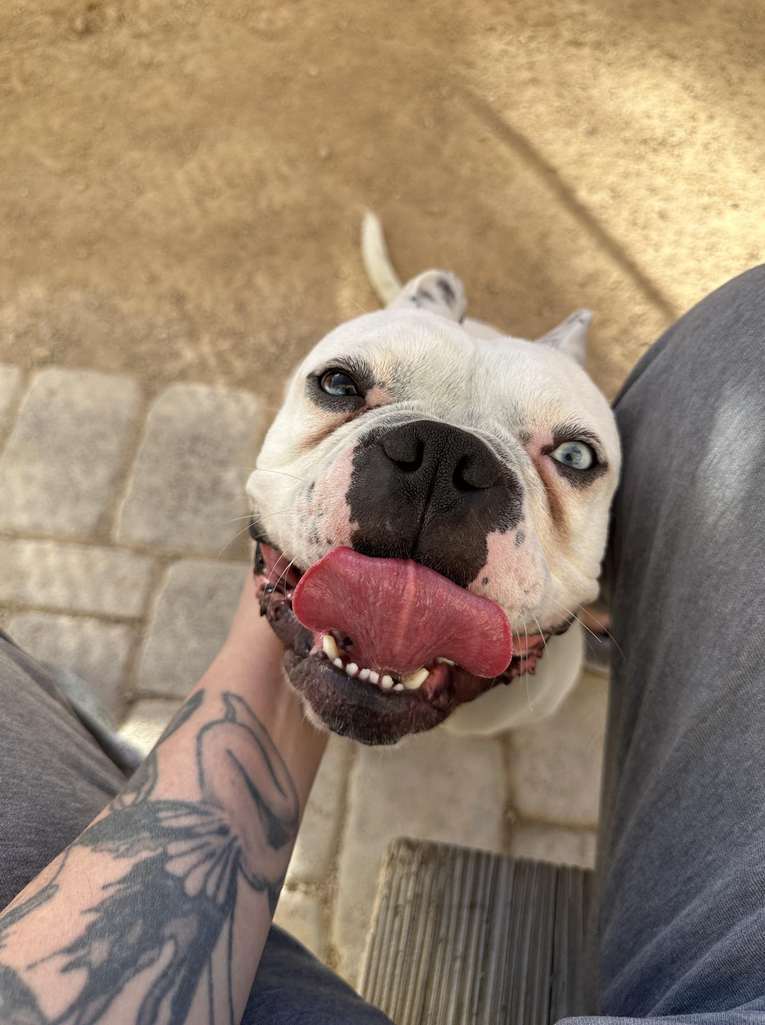 Gus, ADOPTABLE, Adult Male French Bulldog.