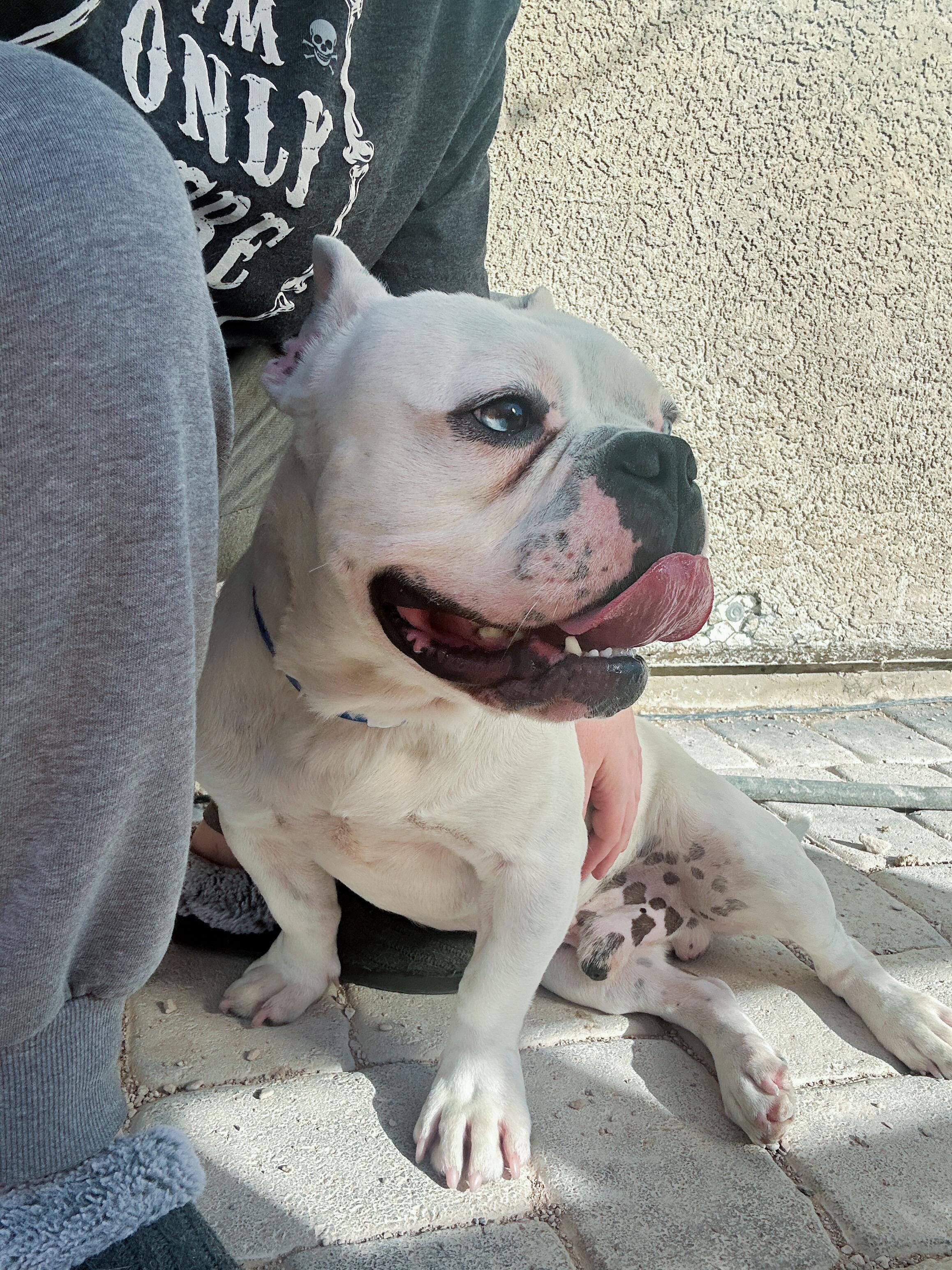 Enlarge Gus, a ADOPTABLE mixed breed in North Las Vegas, NV image 2/4