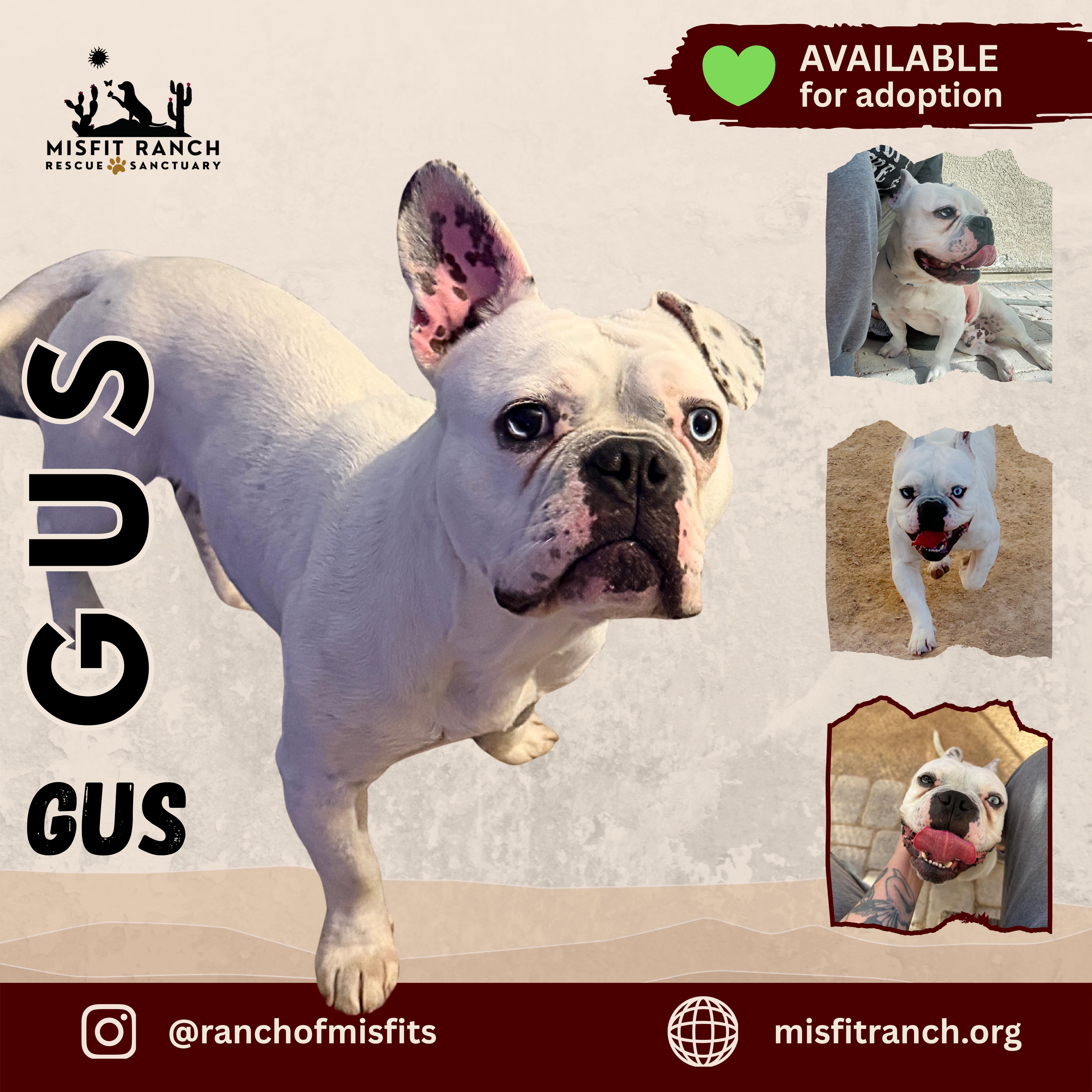 Enlarge Gus, a Adoptable mixed breed in North Las Vegas, NV image 3/5