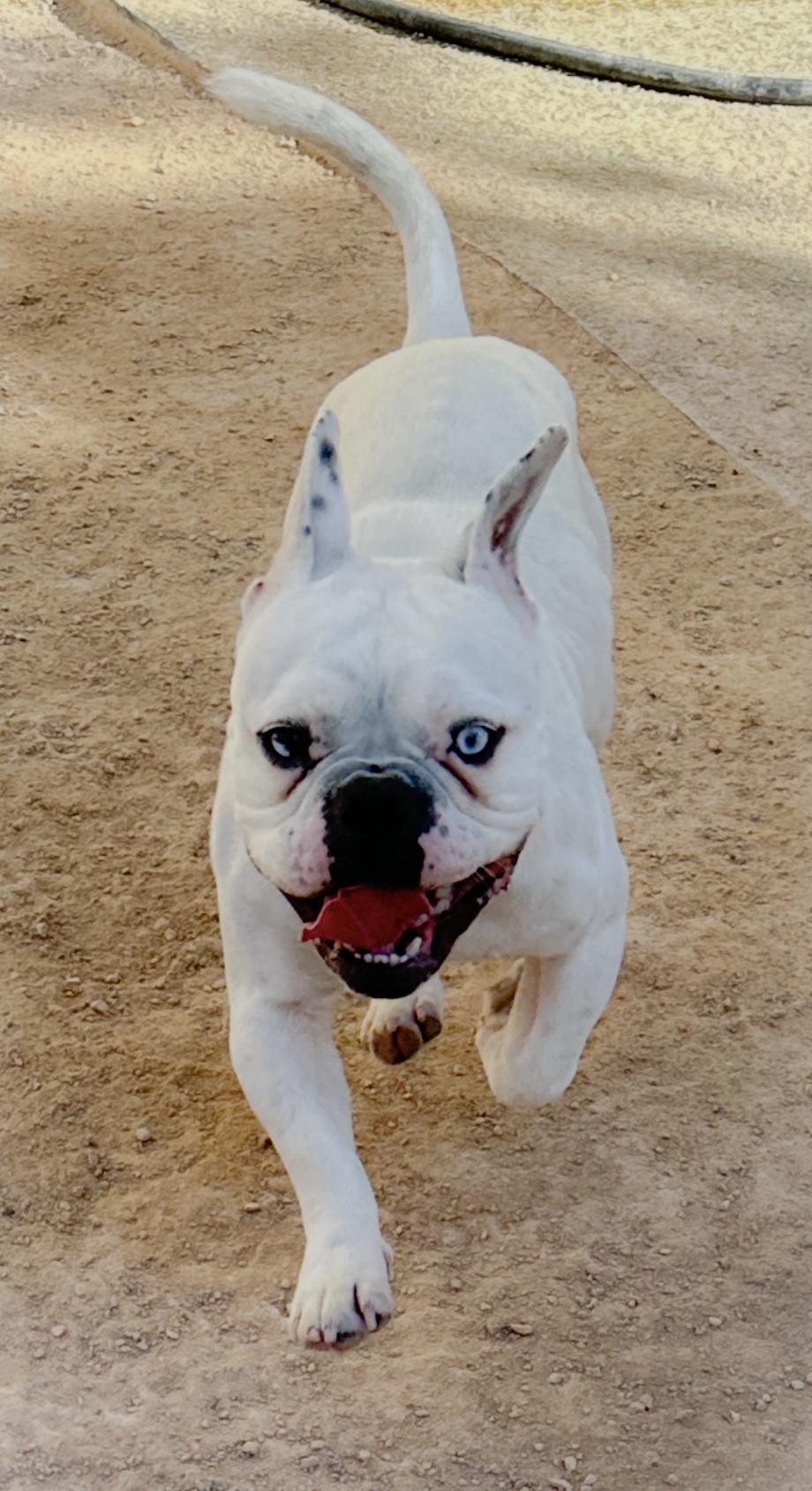 Enlarge Gus, a ADOPTABLE mixed breed in North Las Vegas, NV image 4/4