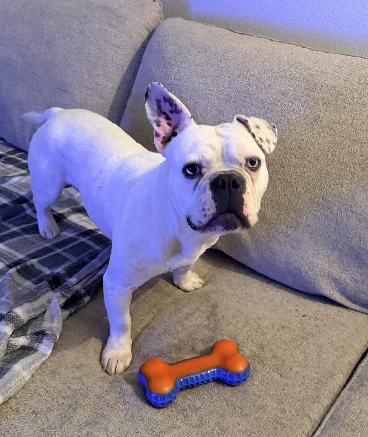 Enlarge Gus, a ADOPTABLE mixed breed in North Las Vegas, NV image 3/4