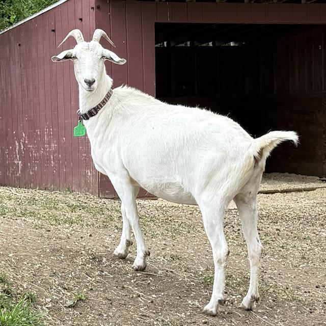 TUNDRA, Adoptable, Young Female Goat.