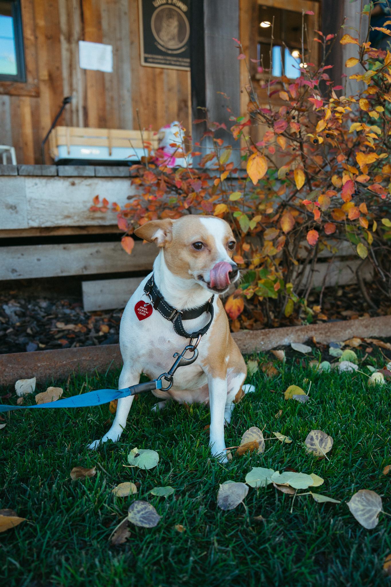 Waffle, a Adoptable mixed breed in Jackson, WY image 5/6