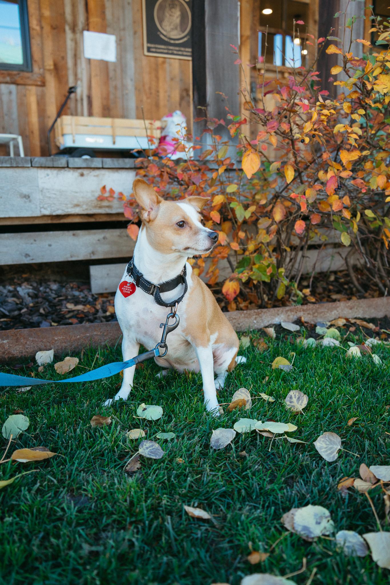 Waffle, a Adoptable mixed breed in Jackson, WY image 3/6