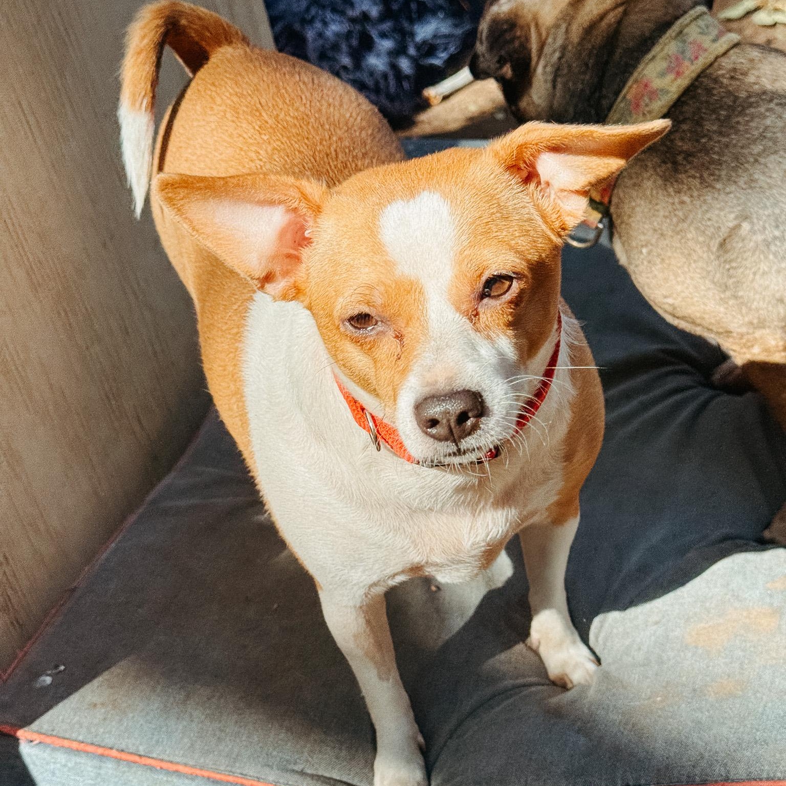 Waffle, Adult Female unknown